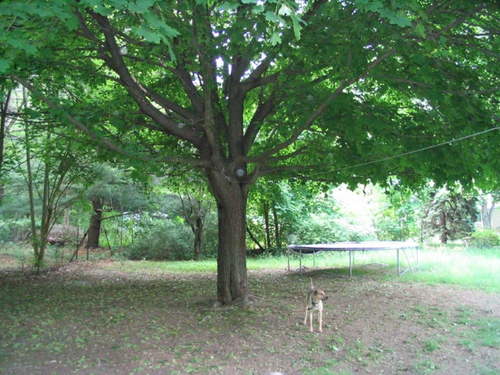 yard_006.jpg